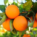 Limoneira orange groves porterville ca close up