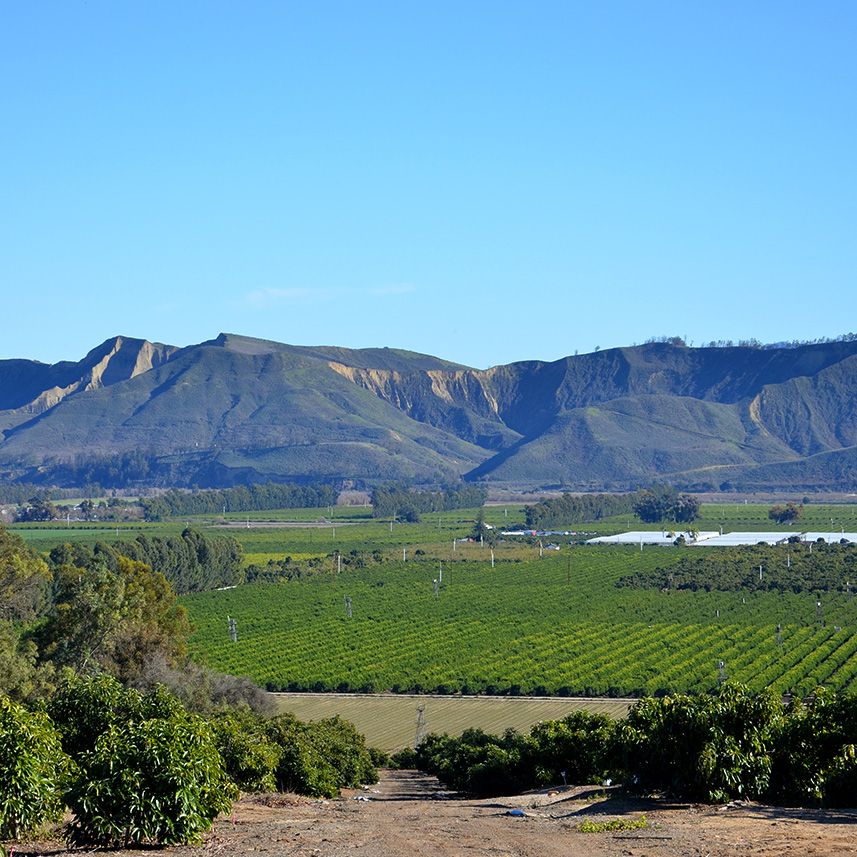 LIMONEIRA/OLIVELANDS RANCH in santa paula california - lemon groves and avocado trees with mountainscape