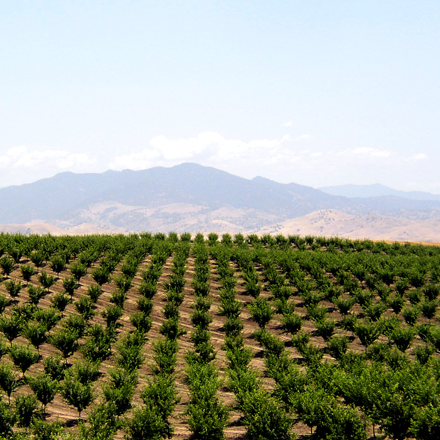 DUCOR RANCH near bakersfield ca showing young lemon trees