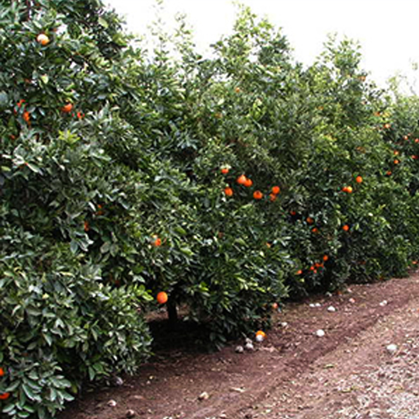JENCKS RANCH near Bakersfield CA and Porterville showing navel and valencia orange groves