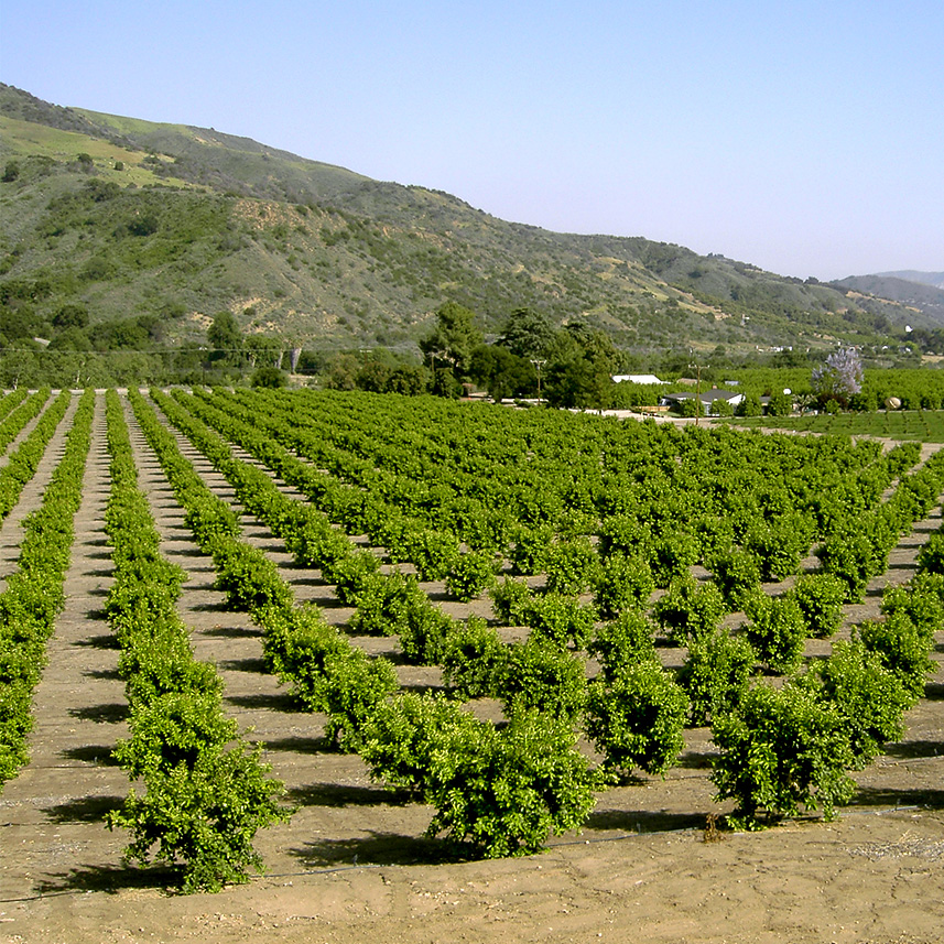 LA CUESTA RANCH between Santa Paula and Ojai CA - young lemon trees - orchard