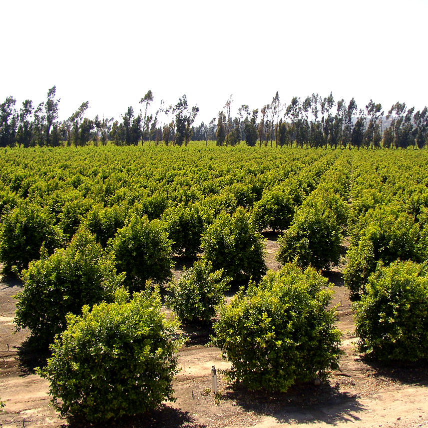 ORCHARD FARM RANCH in santa paula california - lemon trees