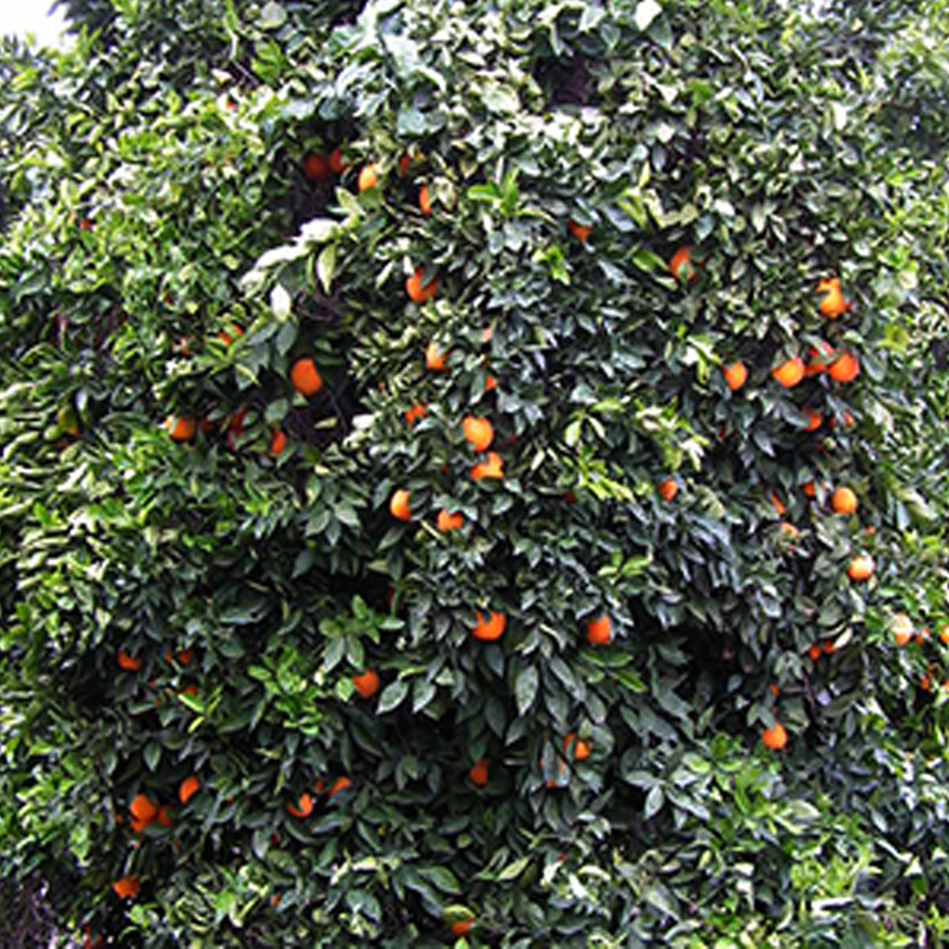 STAGE COACH RANCH in Porterville CA Tulare County close up of navel oranges