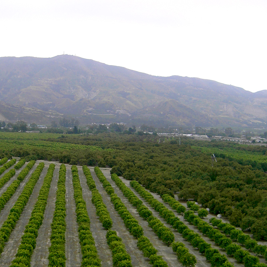 The Teague McKevett Ranch in Santa Paula CA - lemon groves and avocado orchards